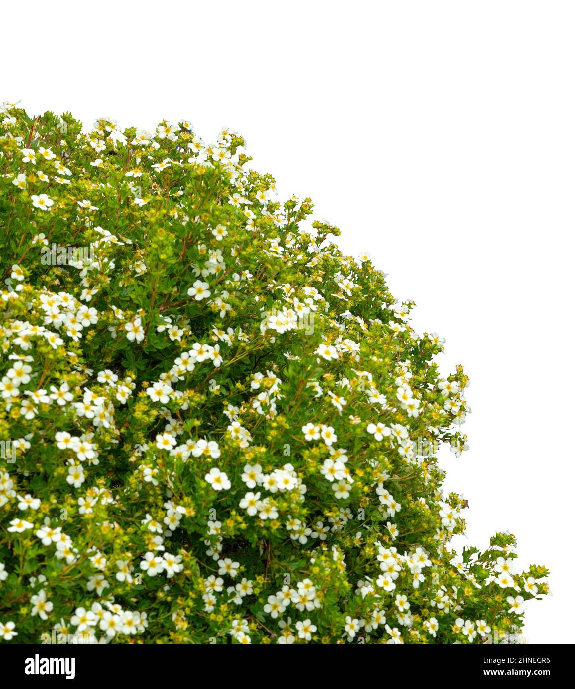 Weißer Blumenbusch isoliert auf weißem Hintergrund Stockfoto