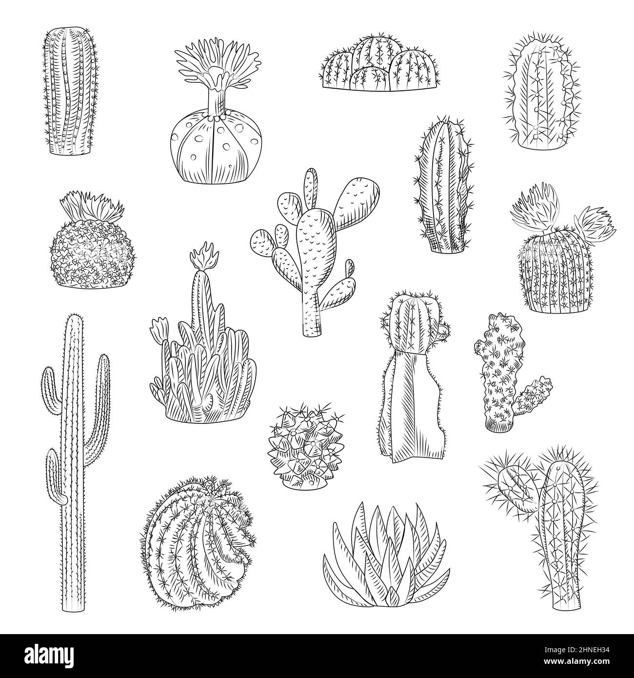 Kaktus Kollektion isoliert auf hellem Hintergrund in Hand gezeichnet Stil. Set von wilden Kakteen im Skizzenstil. Saftige Wüstenpflanzen. Gravur Vintage. Vec Stock Vektor