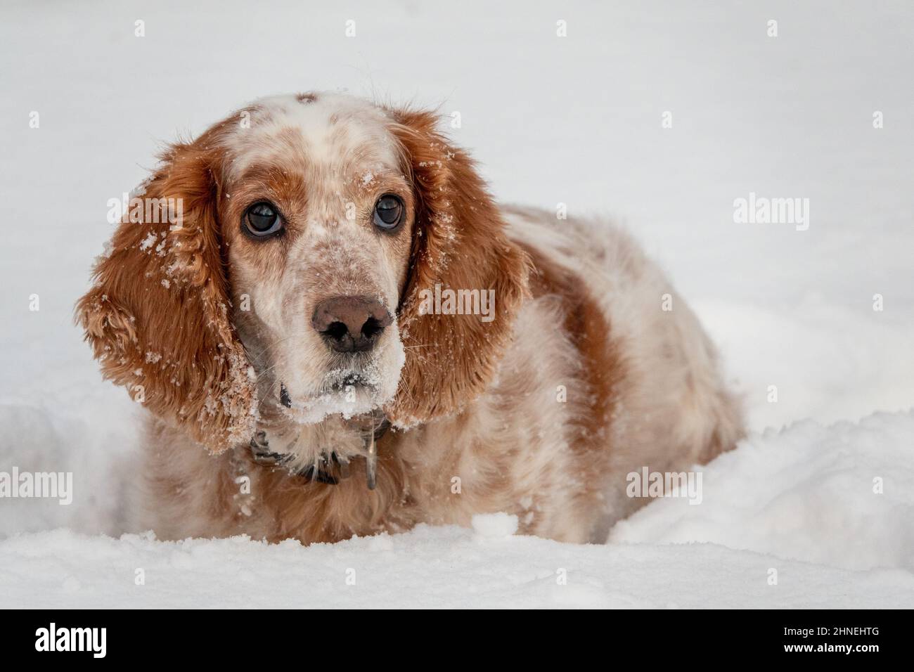 Ein entzückender weiß-roter russischer Spaniel-Hund, der bei einer Hundeschau in einem Stadion sitzt. Die Hunde schauen auf den Besitzer. Jagdhund. Selektiver Fokus. Foto o Stockfoto