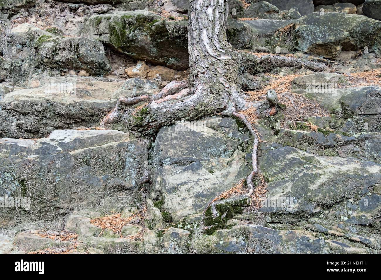 Nahaufnahme der Wurzeln eines alten Baumes auf Felsen in der Sächsischen Schweiz Stockfoto