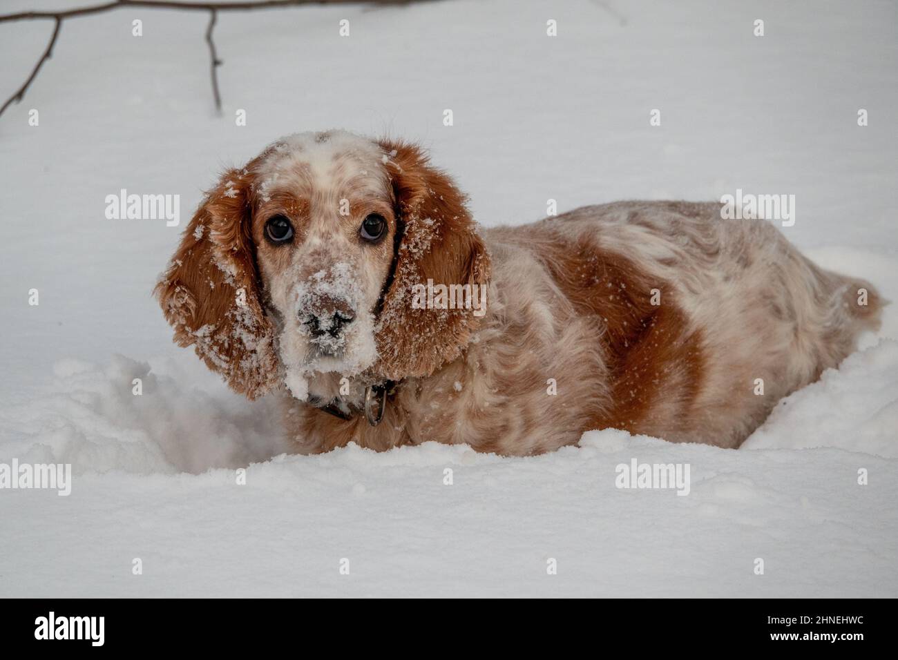 Ein entzückender weiß-roter russischer Spaniel-Hund, der bei einer Hundeschau in einem Stadion sitzt. Die Hunde schauen auf den Besitzer. Jagdhund. Selektiver Fokus. Foto o Stockfoto