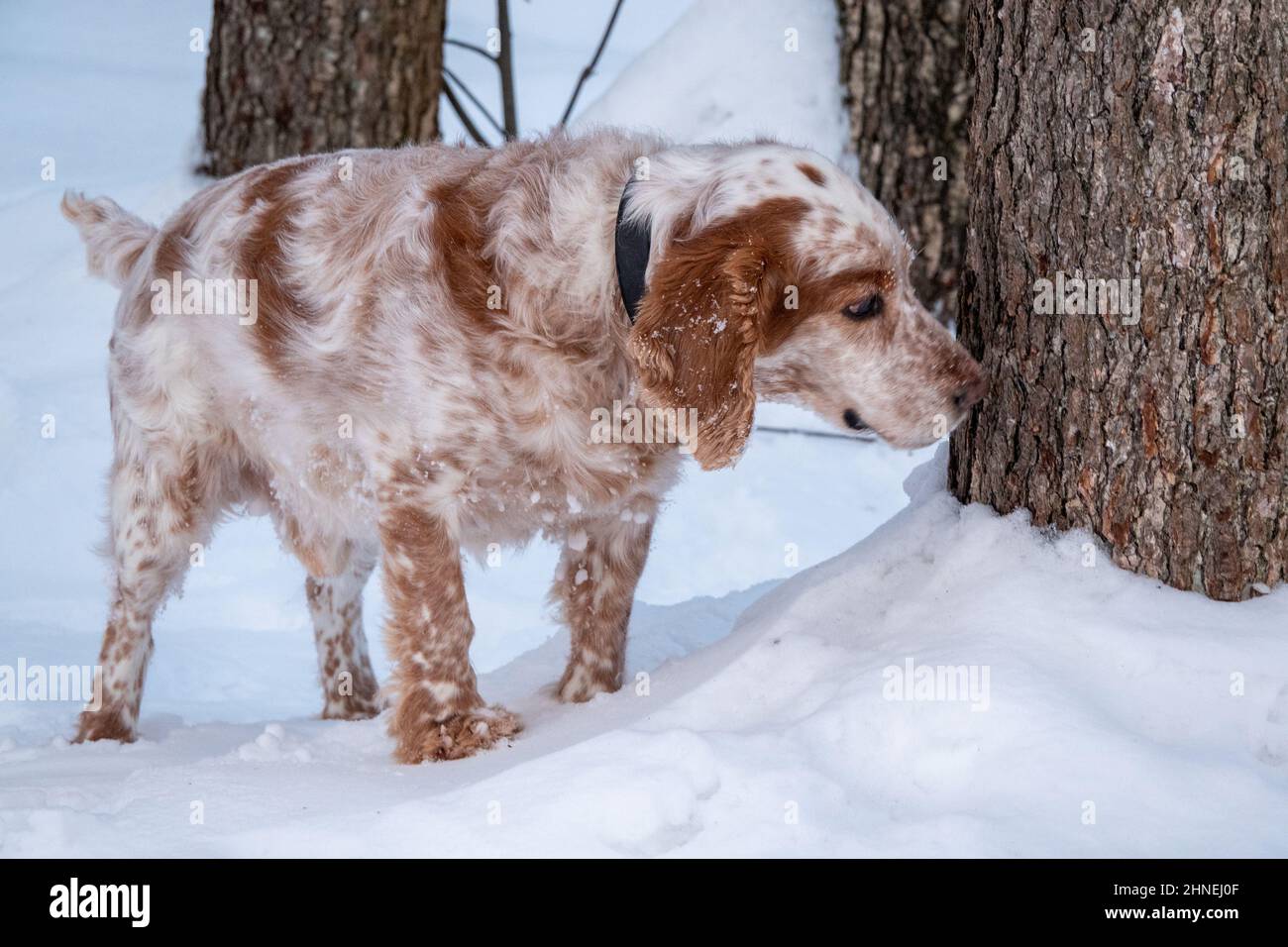 Ein entzückender weiß-roter russischer Spaniel-Hund, der bei einer Hundeschau in einem Stadion sitzt. Die Hunde schauen auf den Besitzer. Jagdhund. Selektiver Fokus. Foto o Stockfoto