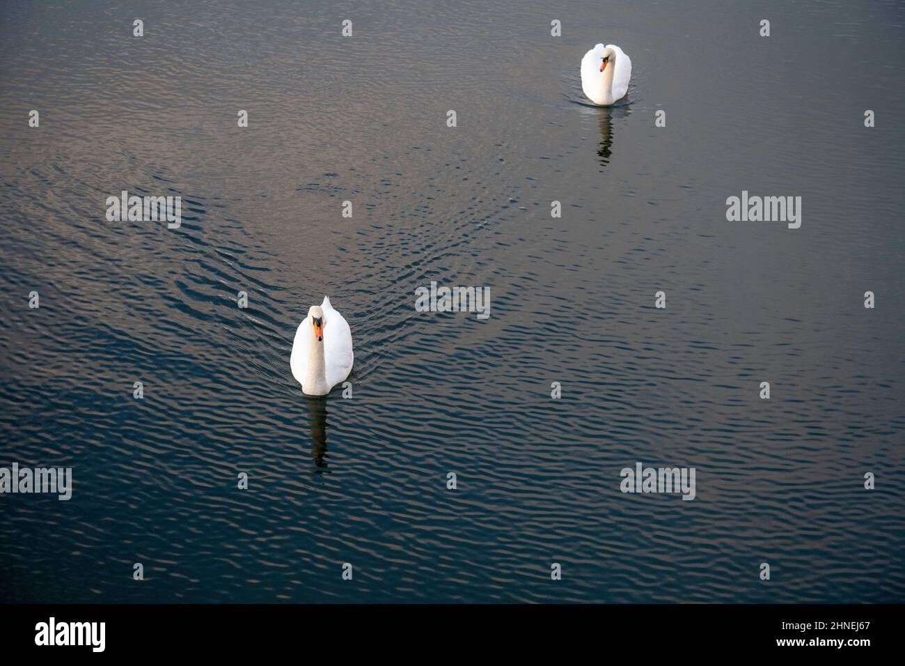 Zwei weiße, schwimmende Schwäne auf einem See - gewelltes Wasser Stockfoto