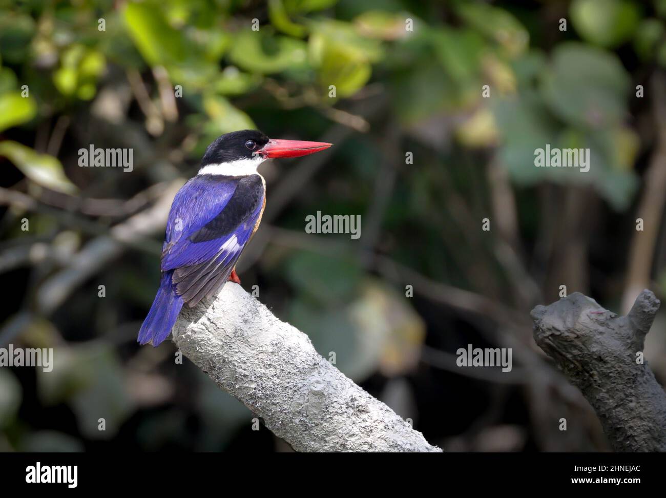 Schwarzdeckelvögel ist ein Baumeisvögel, der im tropischen Asien von Indien im Osten bis China, Korea und Südostasien weit verbreitet ist. Stockfoto