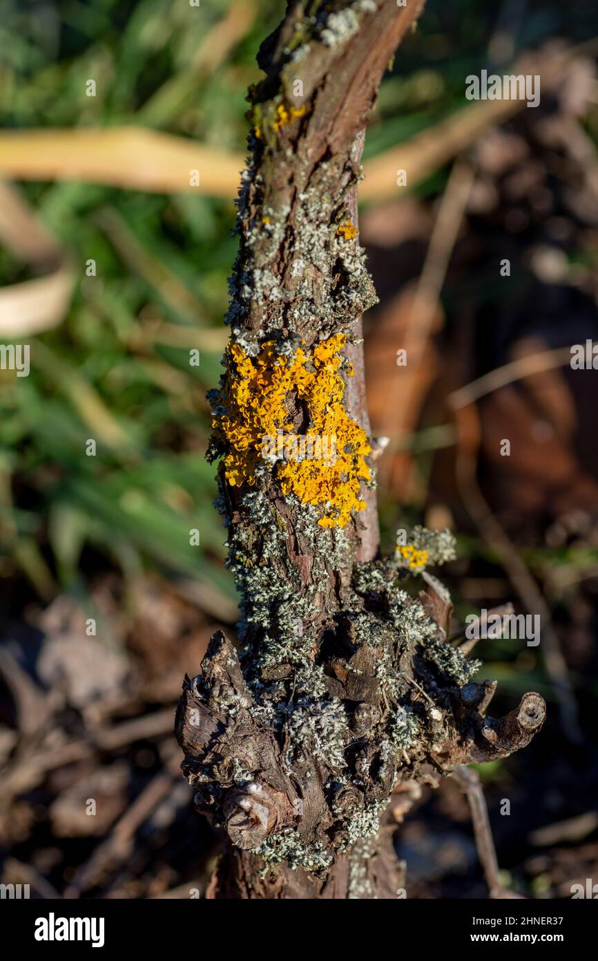 Gemeine Orangenflechte (Xanthoria parietina), auch bekannt als gelbe Skala, maritime Sonnenblechenflechte und Uferflechte am Weinstock-Pflanzenzweig. Stockfoto