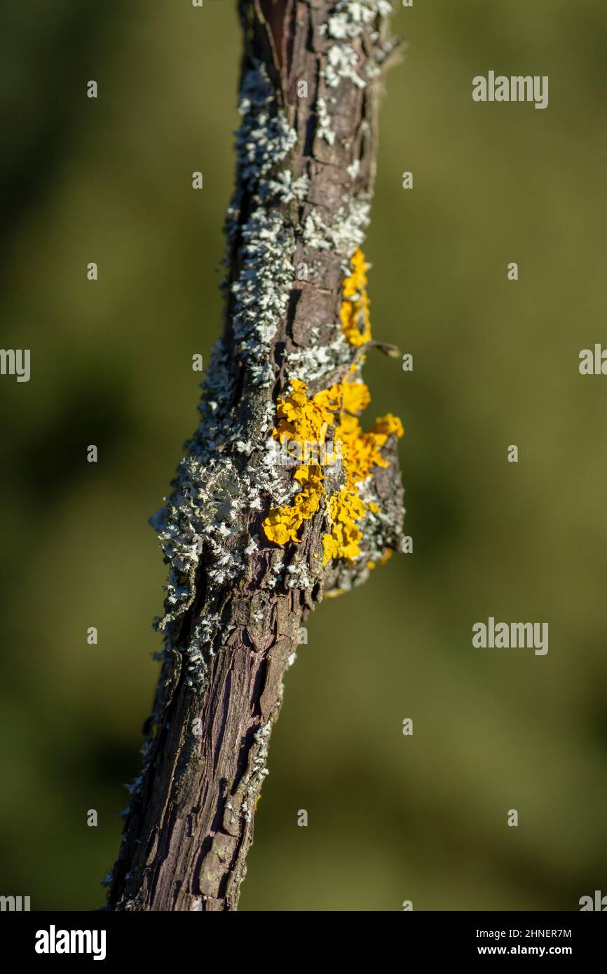 Gemeine Orangenflechte (Xanthoria parietina), auch bekannt als gelbe Skala, maritime Sonnenblechenflechte und Uferflechte am Weinstock-Pflanzenzweig. Stockfoto