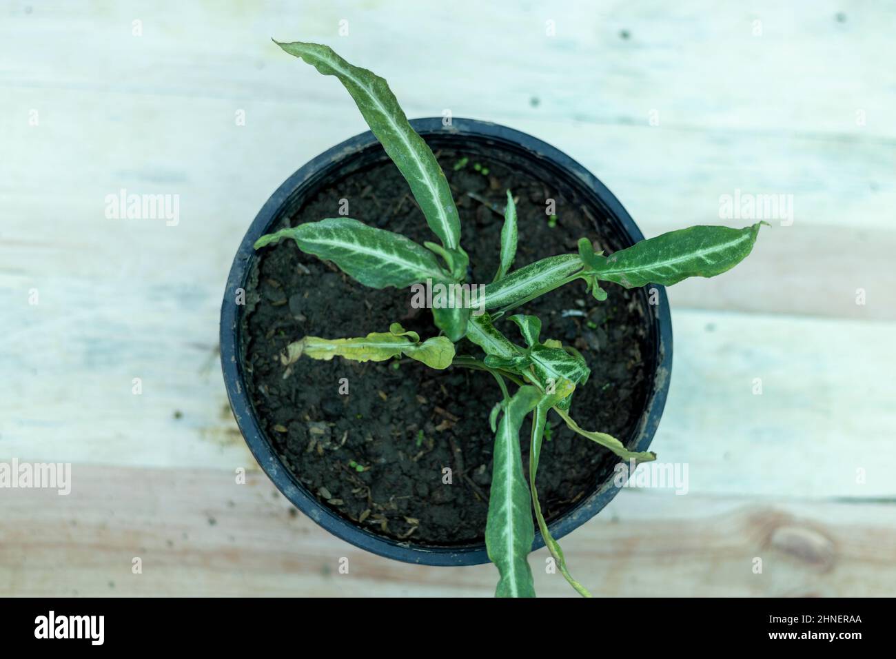 Syngonium podophyllum langes, enges Blatt Stockfoto