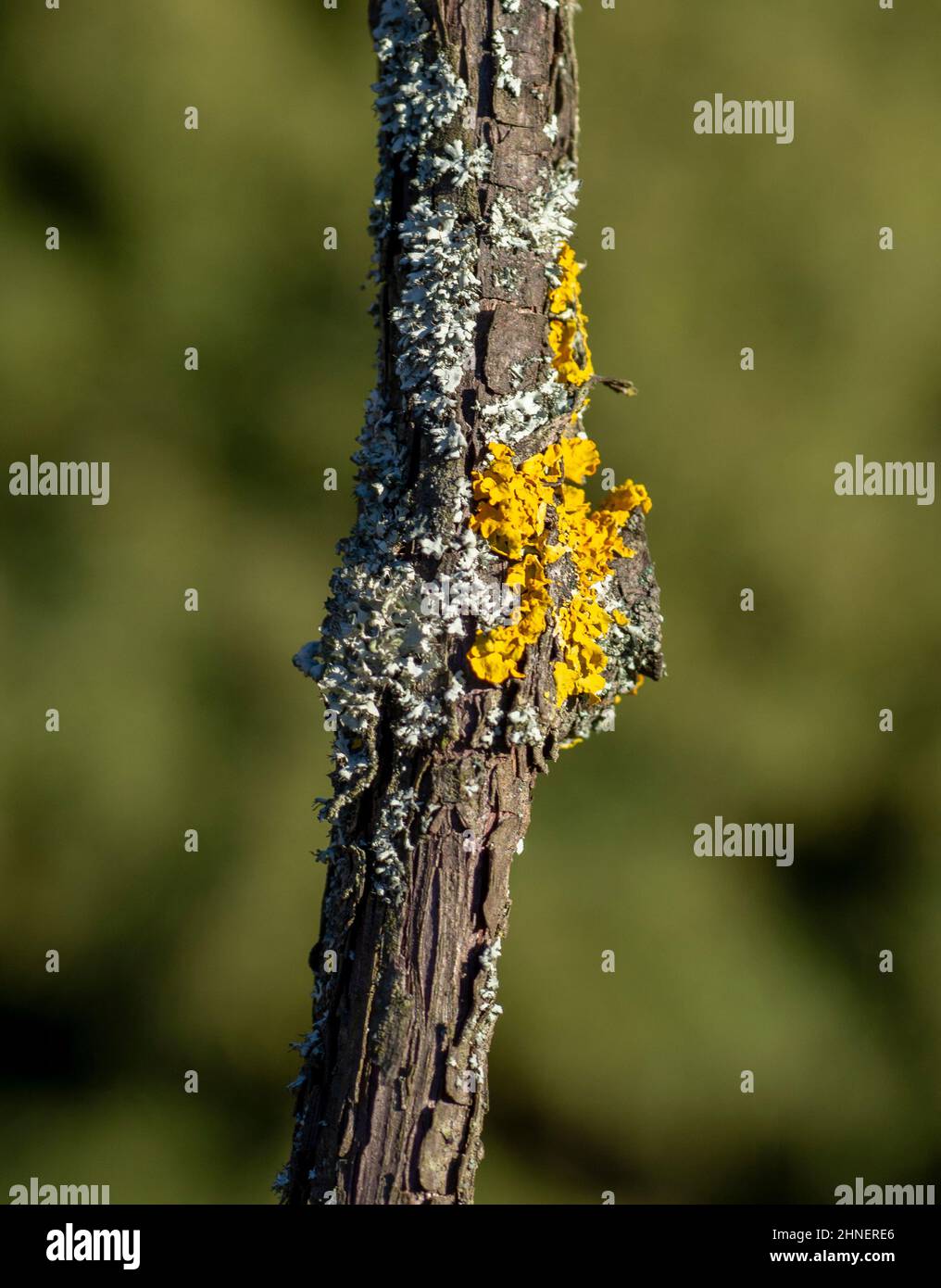 Gemeine Orangenflechte (Xanthoria parietina), auch bekannt als gelbe Skala, maritime Sonnenblechenflechte und Uferflechte am Weinstock-Pflanzenzweig. Stockfoto