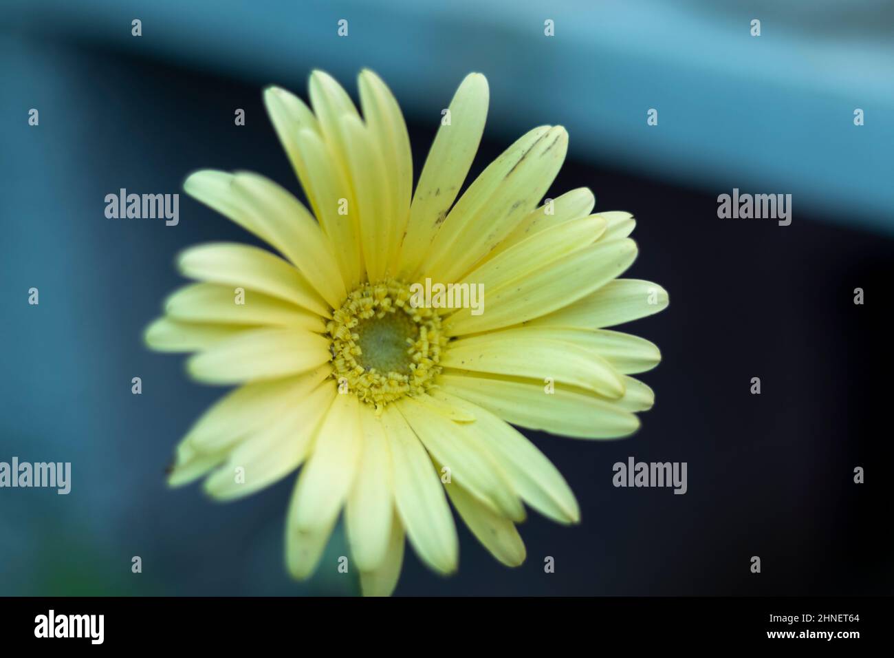 Gelbe Gerbera Gänseblümchen mit unscharfer Hintergrundfarbe Stockfoto
