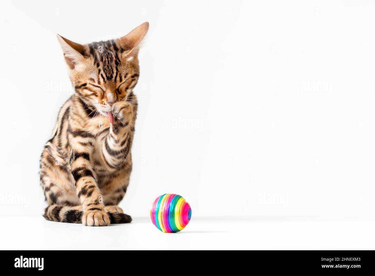 Niedliches kleines Kätzchen der bengalischen Katzenrasse, das sich mit Pfote auf weißem Hintergrund isoliert wäscht Stockfoto