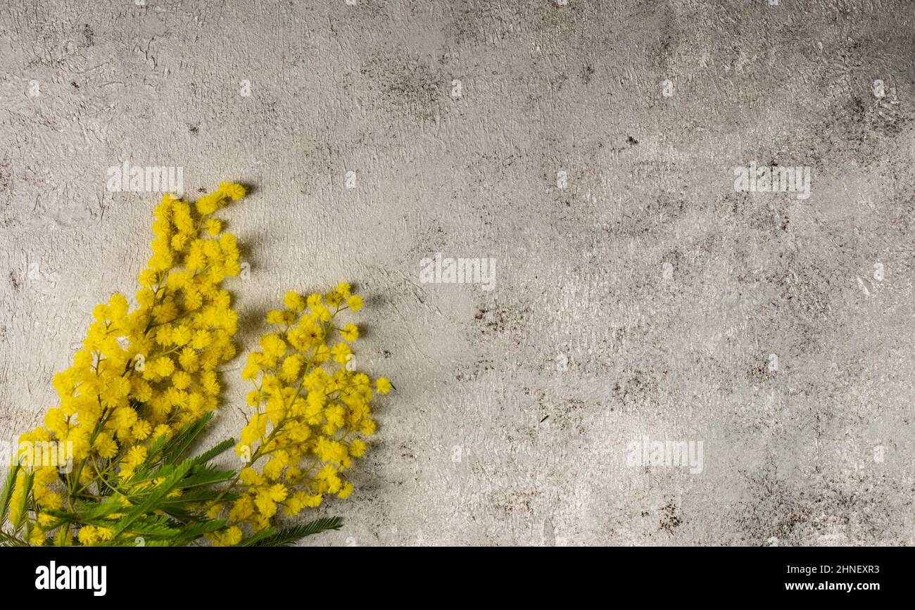 Mimosa frische Blumen auf ultimativem Grau mit Kopierraum Stockfoto