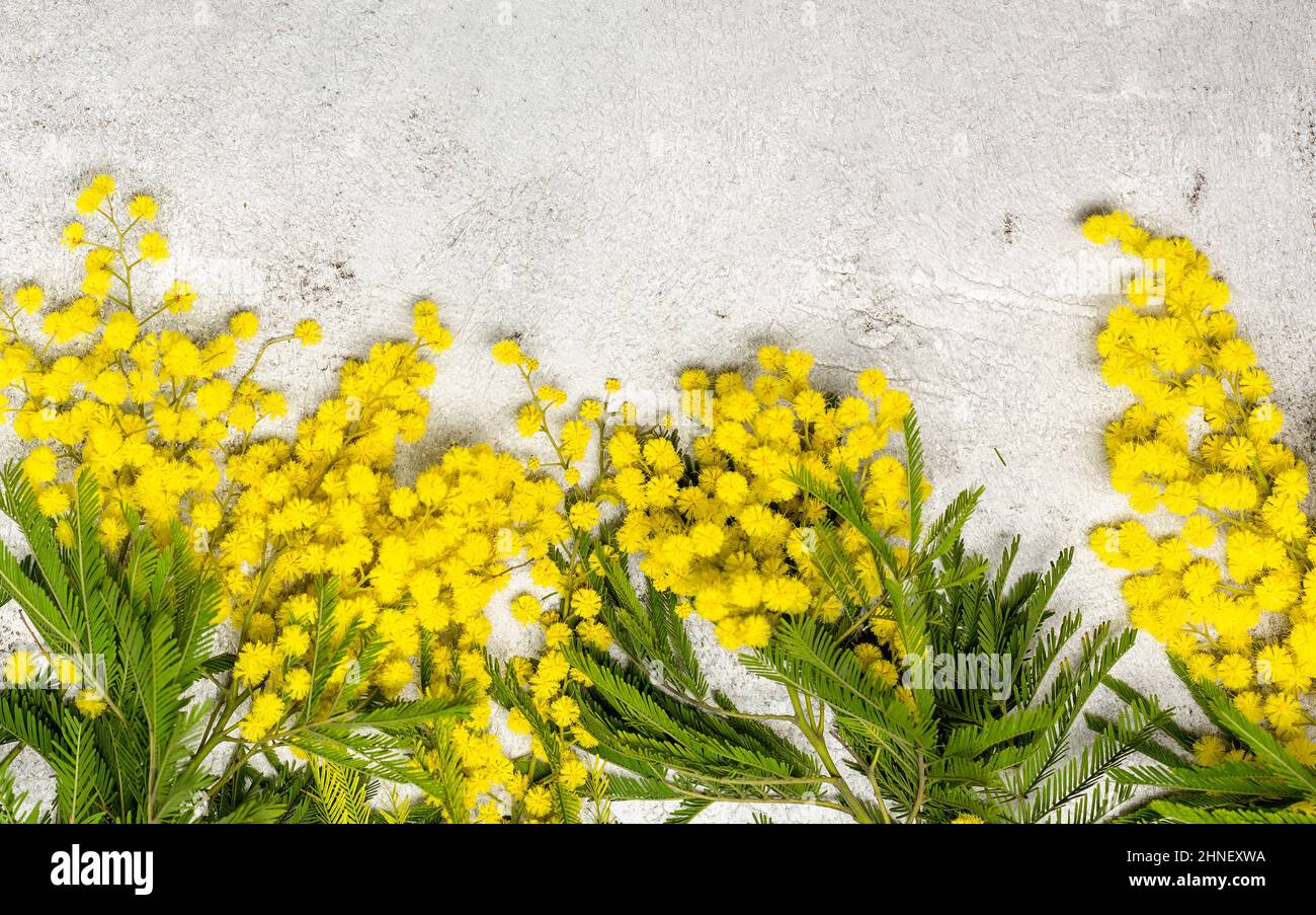 Mimosa frische Blumen auf ultimativem Grau mit Kopierraum Stockfoto