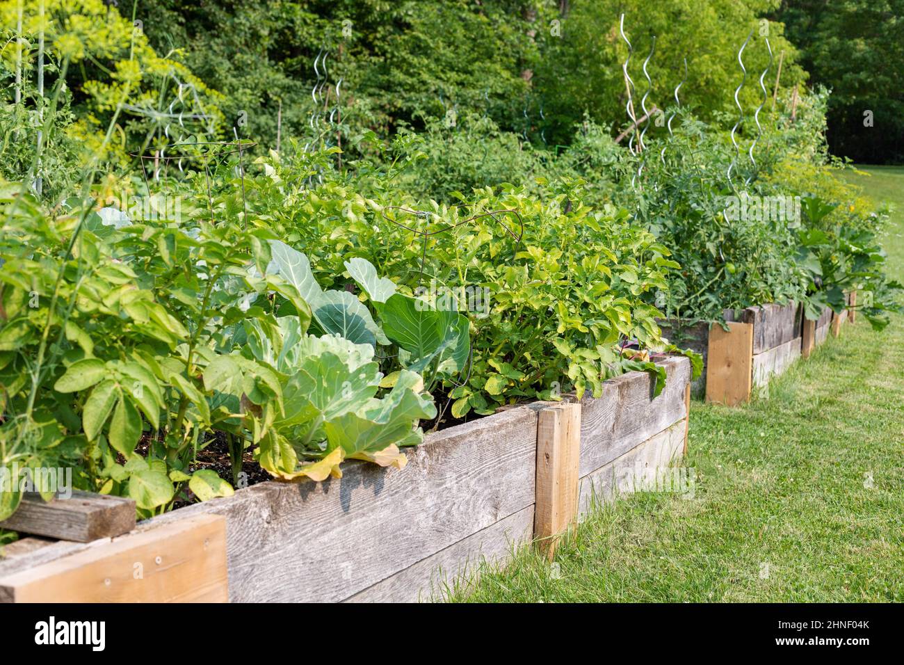 Gemeinschaftsgarten im lokalen öffentlichen Park. Gemüse wächst in Kisten Stockfoto