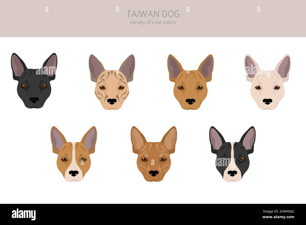 Taiwan Hund Clipart. Verschiedene Posen, Fellfarben eingestellt. Vektorgrafik Stock Vektor