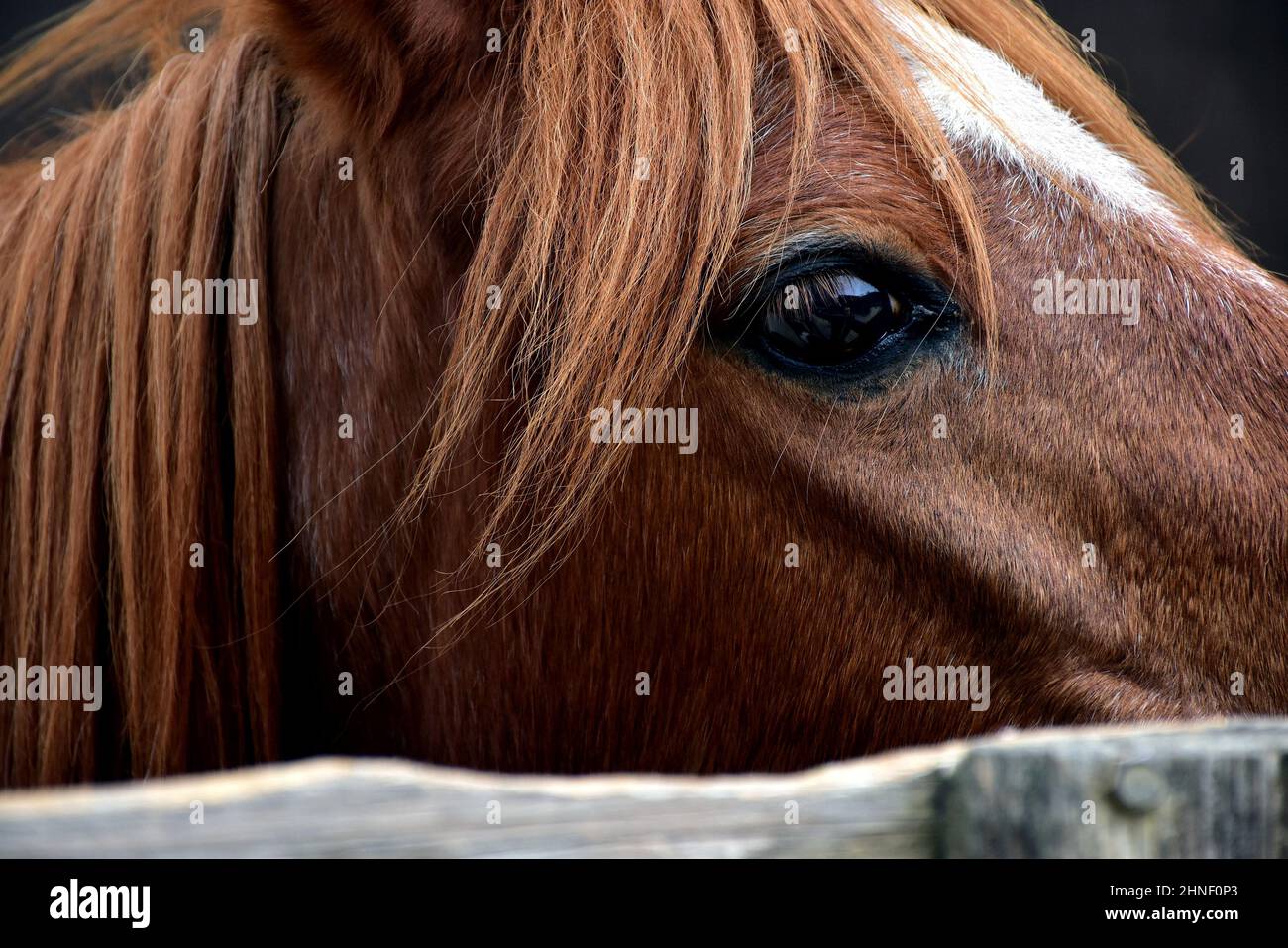 Nahaufnahme von Chestnut Horse's Head mit Stern auf der Stirn, Auge, Stirn und Mähne Stockfoto