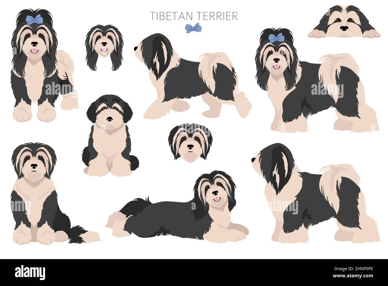 Tibetischer Terrier Clipart. Verschiedene Posen, Fellfarben eingestellt. Vektorgrafik Stock Vektor