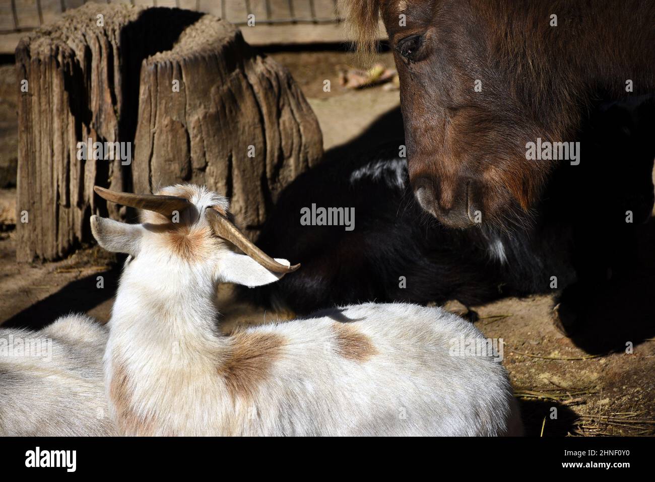 Brauner Esel und gefleckte weiße Ziege lernen sich kennen Stockfoto