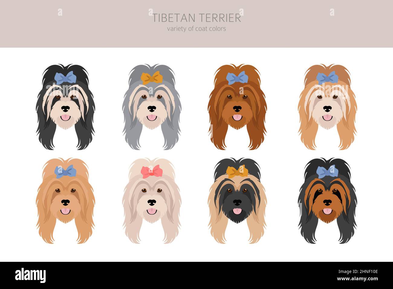 Tibetischer Terrier Clipart. Verschiedene Posen, Fellfarben eingestellt. Vektorgrafik Stock Vektor