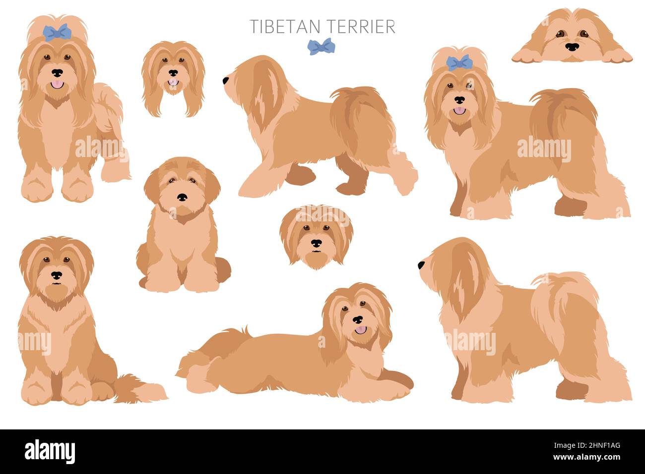 Tibetischer Terrier Clipart. Verschiedene Posen, Fellfarben eingestellt. Vektorgrafik Stock Vektor