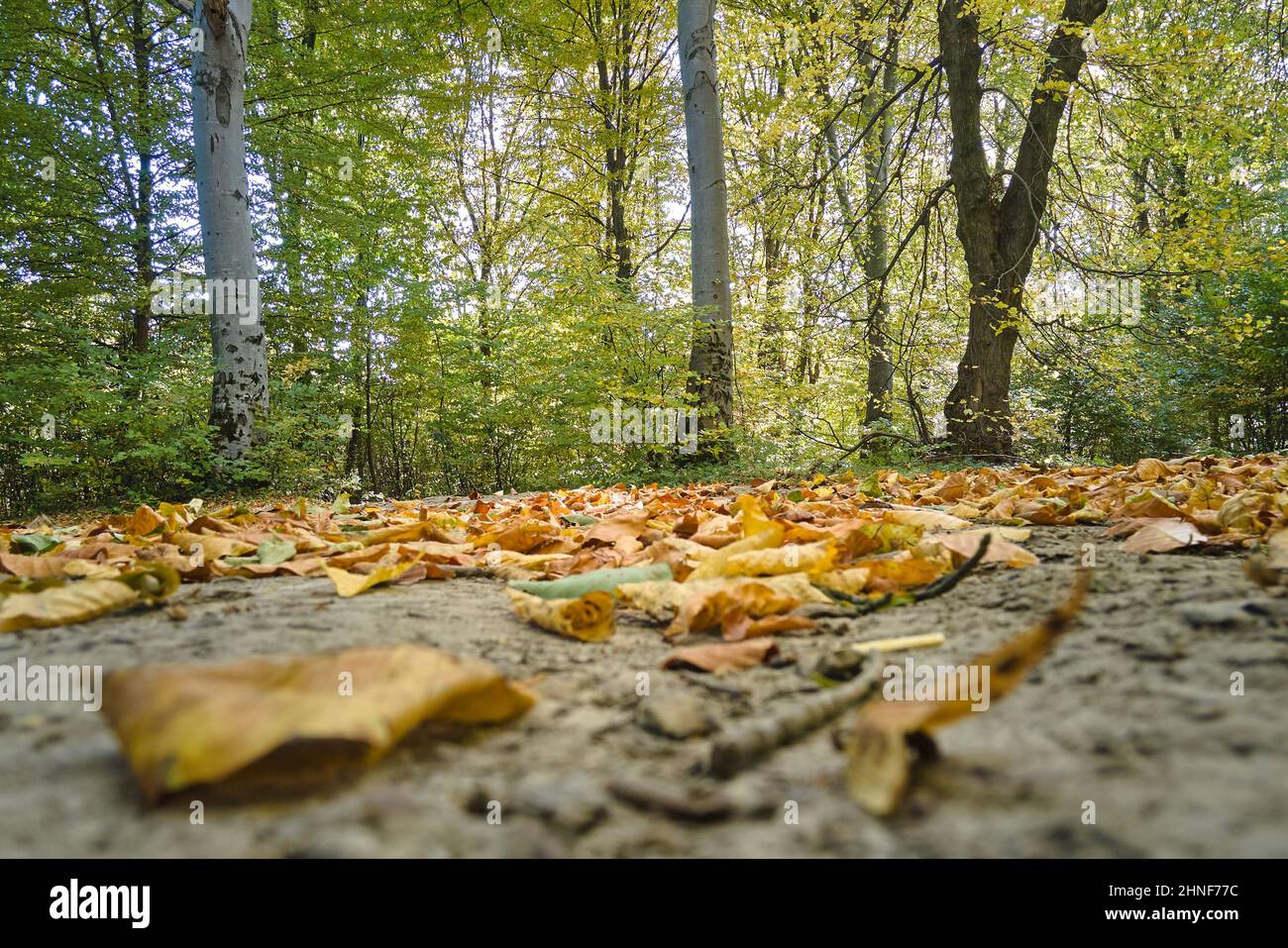 Wunderschöne Landschaft aus hellgrünen Wäldern mit üppigen Bäumen und heruntergefallenen trockenen Blättern, die den Boden im Herbstmorgen bedecken. Schöner wilder Wald im Morgengrauen. Stockfoto