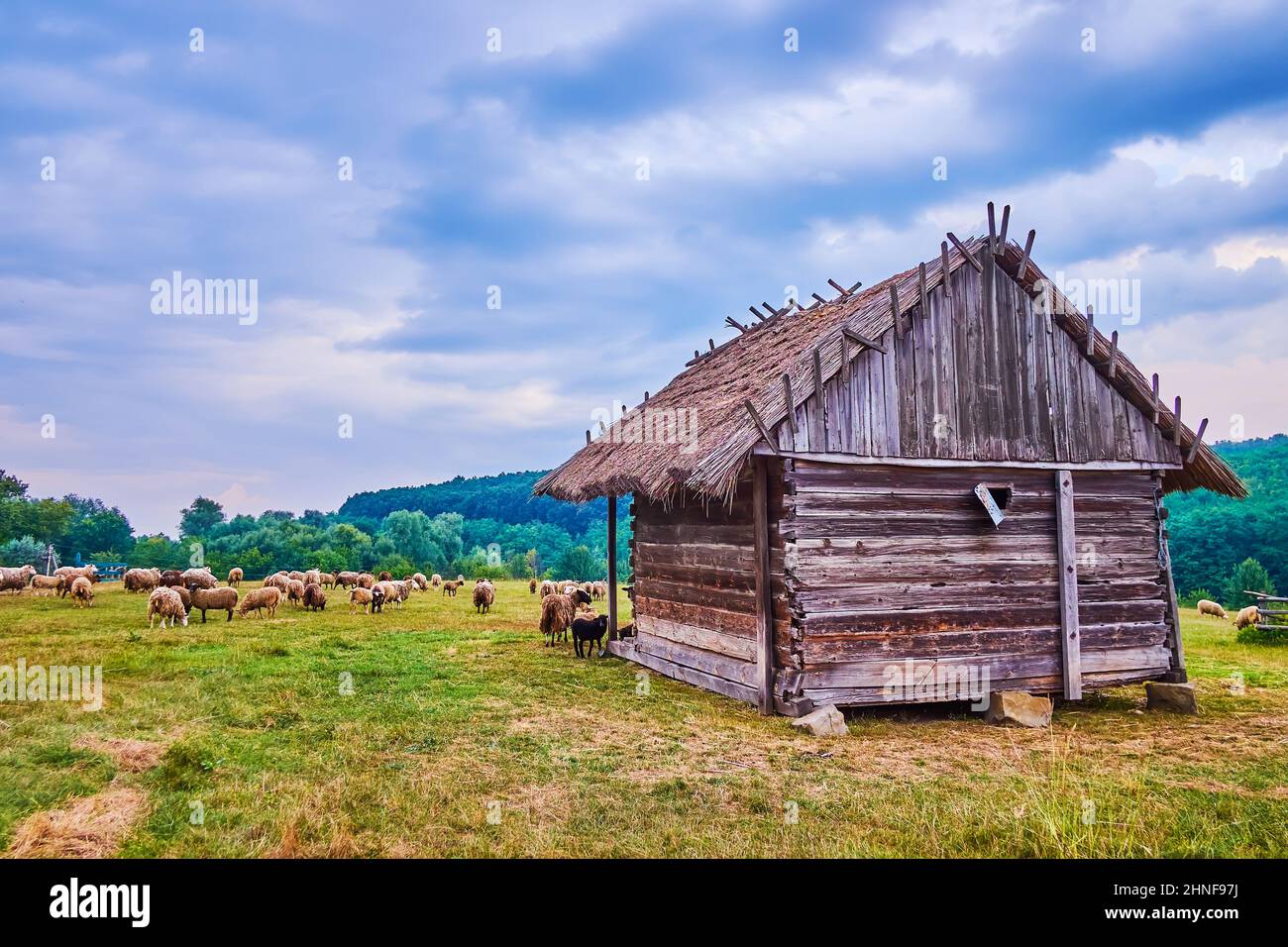Das alte historische Holzhaus und die Herde weidender Schafe im Hintergrund, Kosakendorf Scansen in Stetsivka, Ukraine Stockfoto