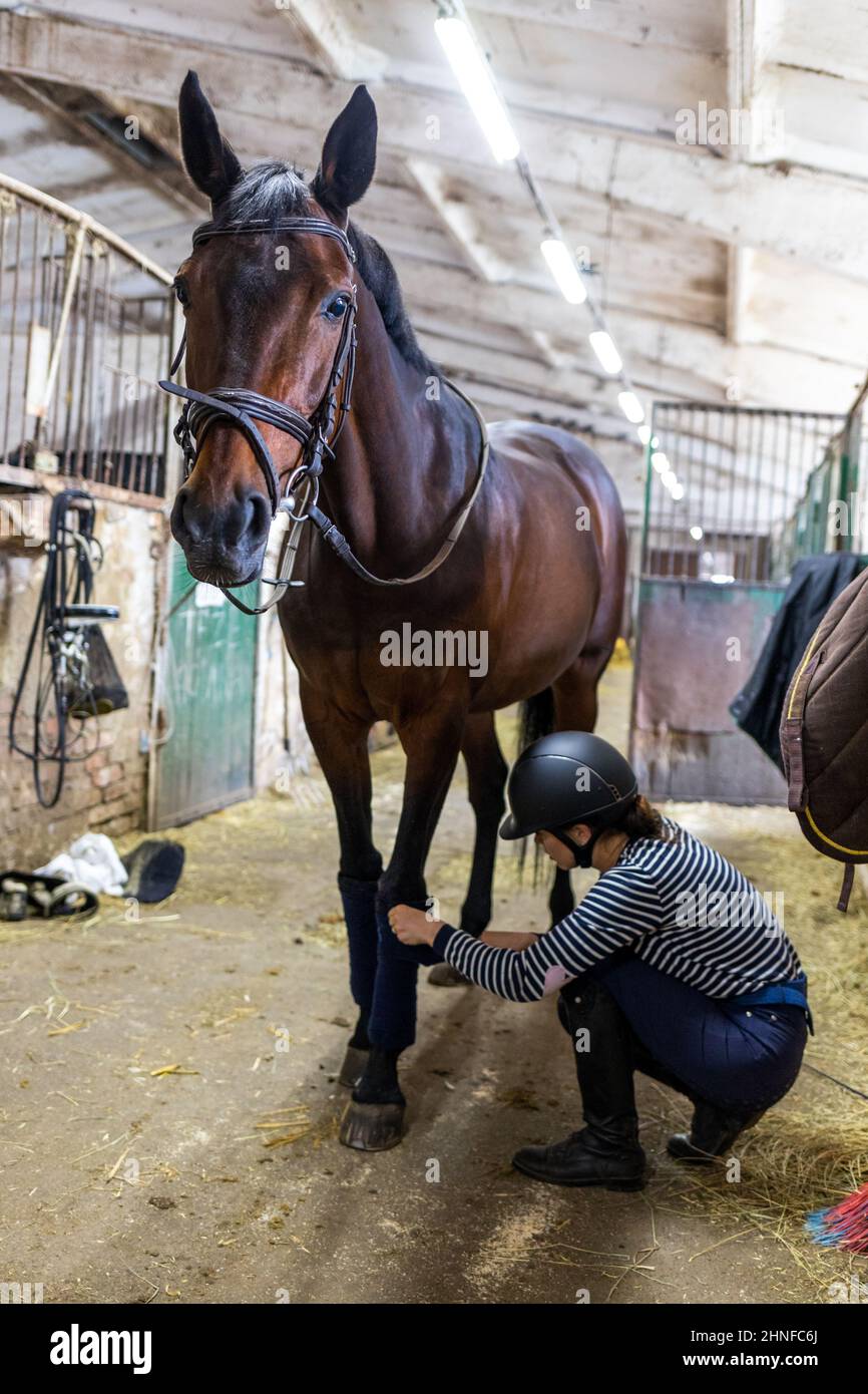Junge Mädchen Reiter verband Pferdebeine vor dem Training Stockfoto