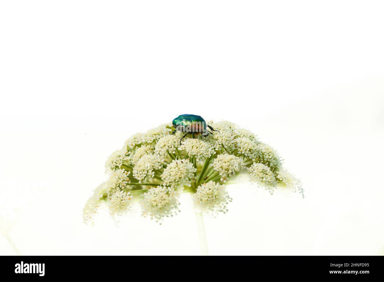 Grüner Käfer auf einer weißen Blume, isoliert Stockfoto