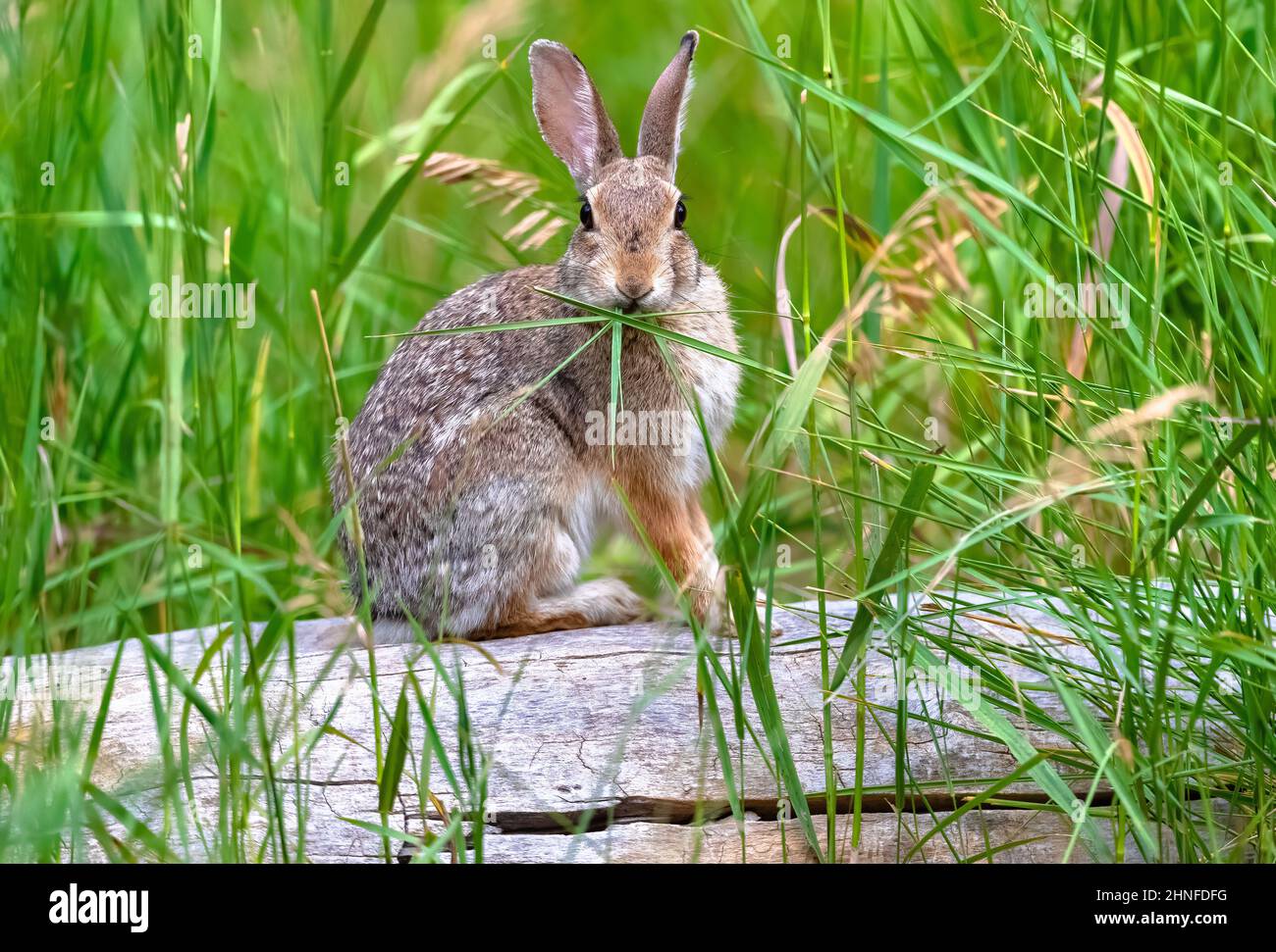 Nahaufnahme eines östlichen Cottontail-Hasen, der hohes grünes Gras frisst, während er auf einem gefallenen Baumstamm in der Wildnis sitzt. Stockfoto