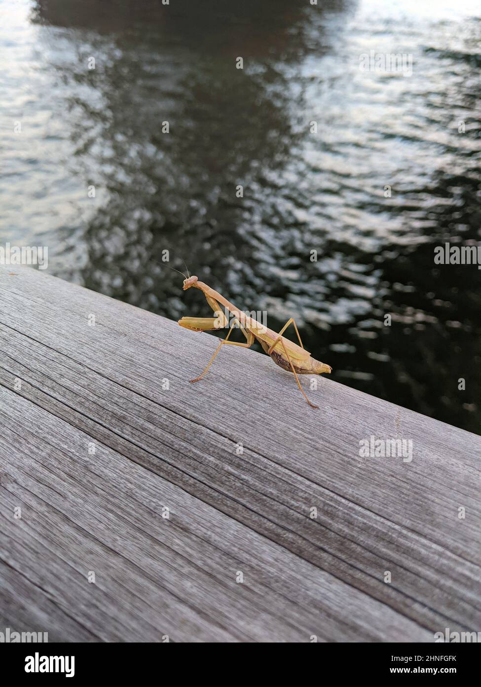 Gottesanbeterin der Familie Sphondromantis steht auf einem Holzstück neben dem Wasser Stockfoto