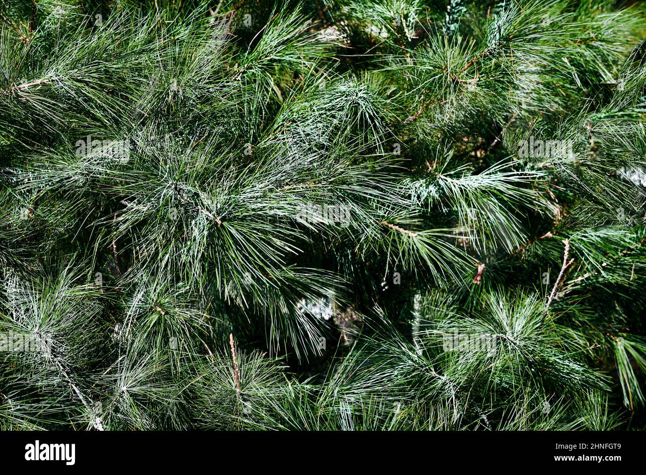 Hintergrund aus vielen grünen Fichtenzweigen mit kleinen Zapfen Stockfoto