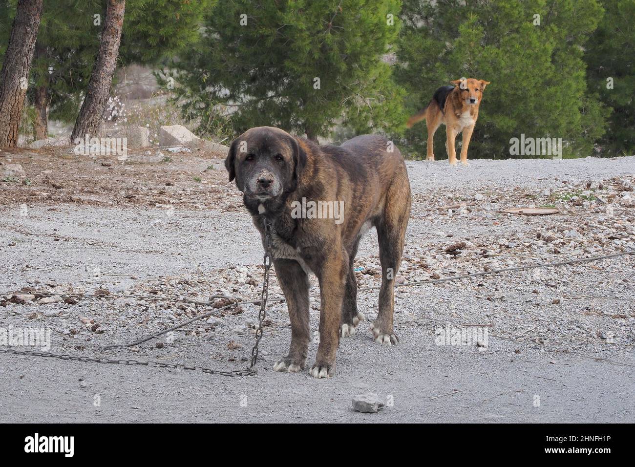 Massiver brauner Hund an der Kette, Bauernhunde, Wachhunde, Andalusien, Spanien Stockfoto