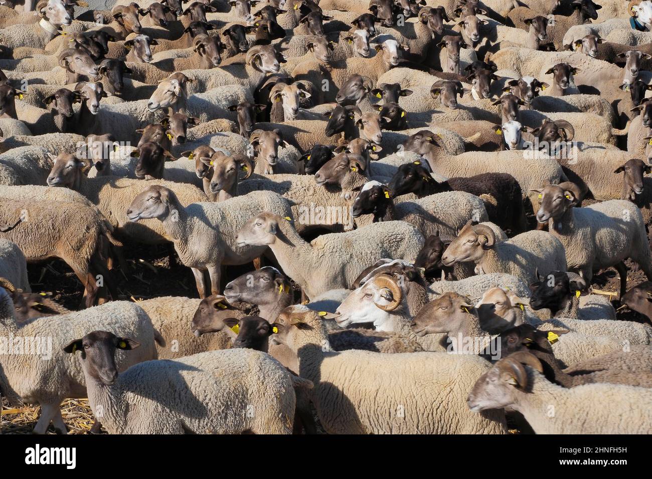 Schafschar mit Ohrmarken im Gehege, schwarze Schafe und weiße Schafe, vollständiges Bild Stockfoto