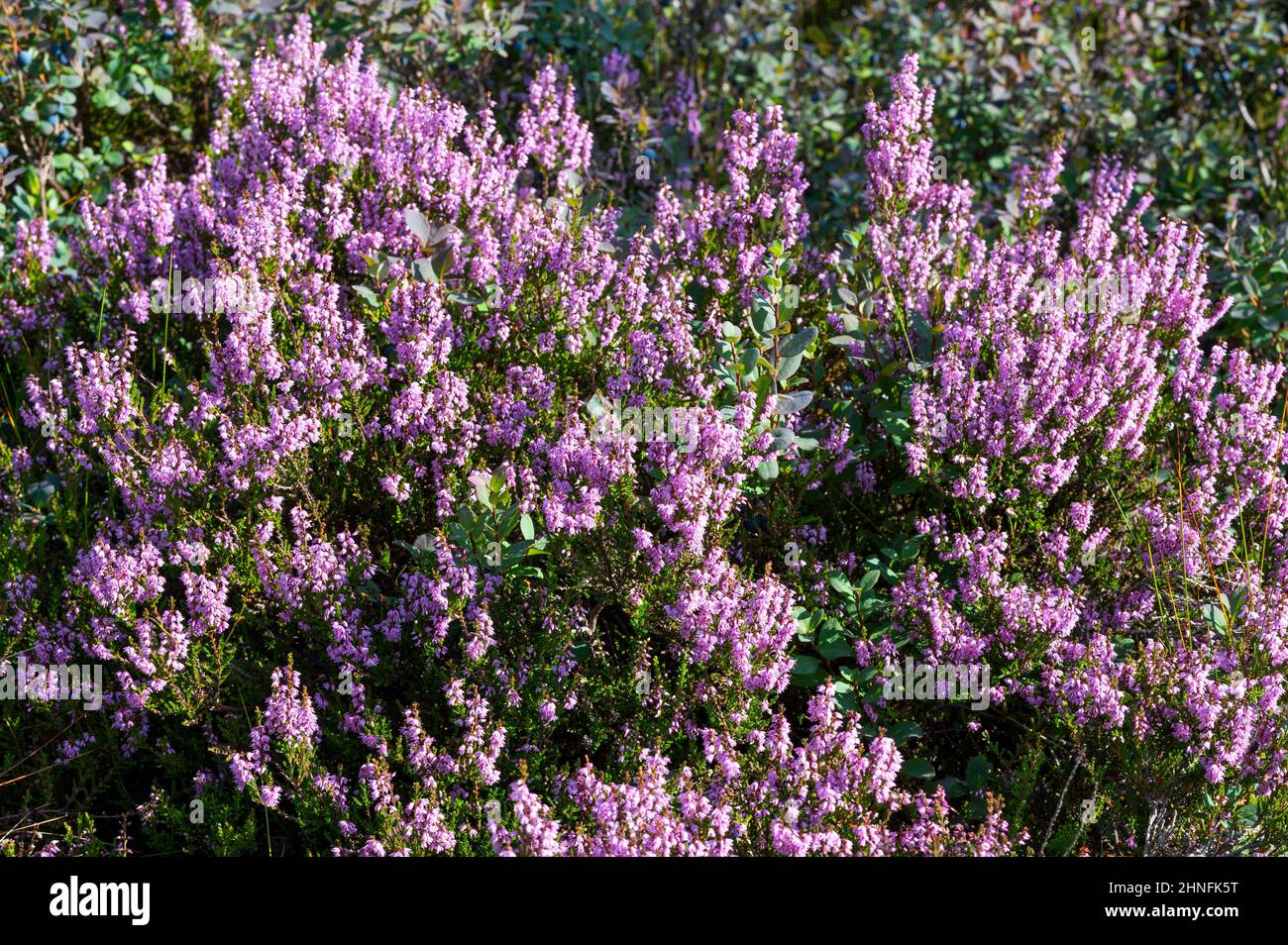 Ginster-Heidekraut, Gemeine Heidekraut (Calluna vulgaris), blühend, Niedersachsen, Deutschland Stockfoto