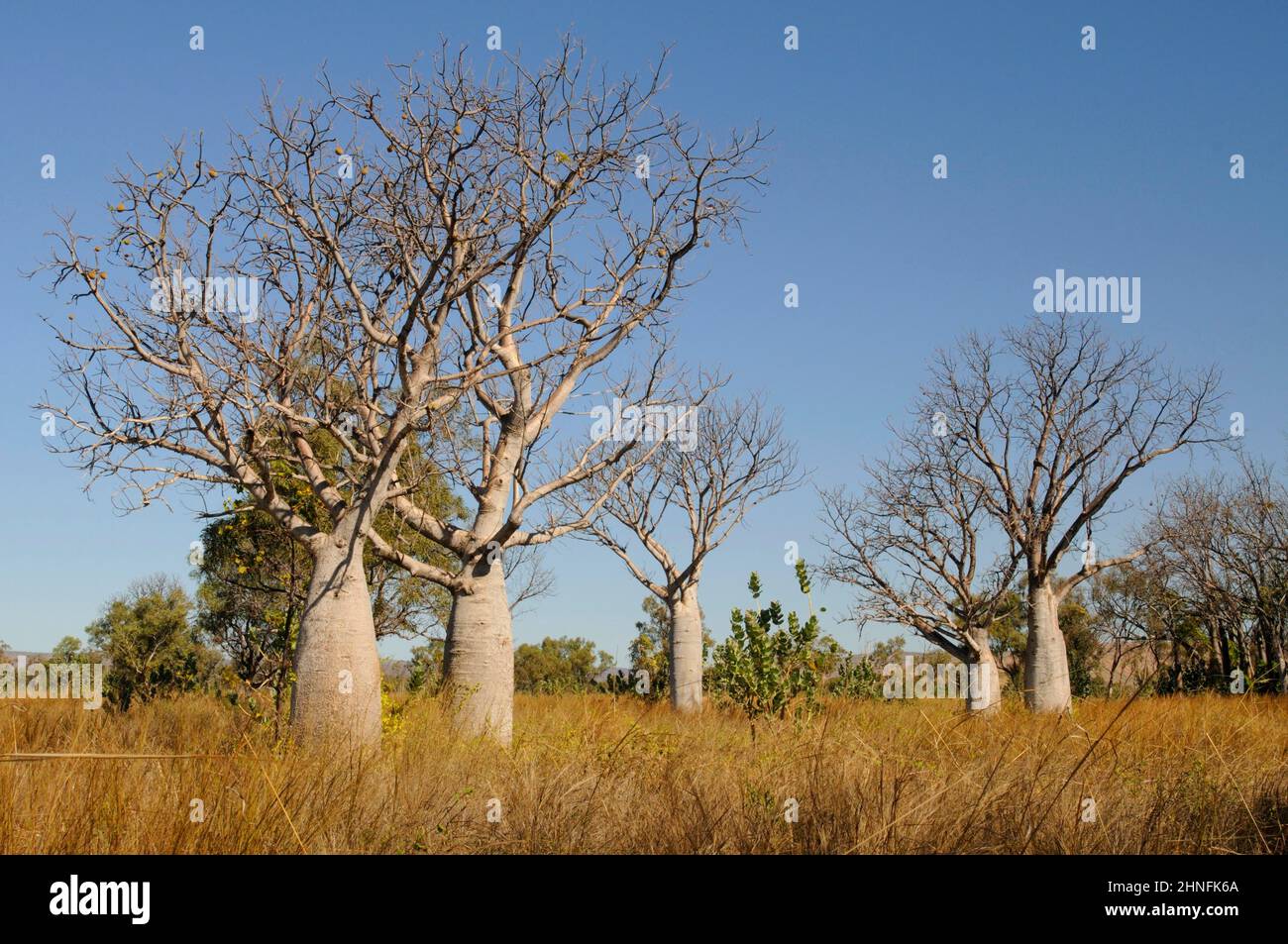 Australischer Boab (Adansonia gregorii), Kimberley, Australien Stockfoto