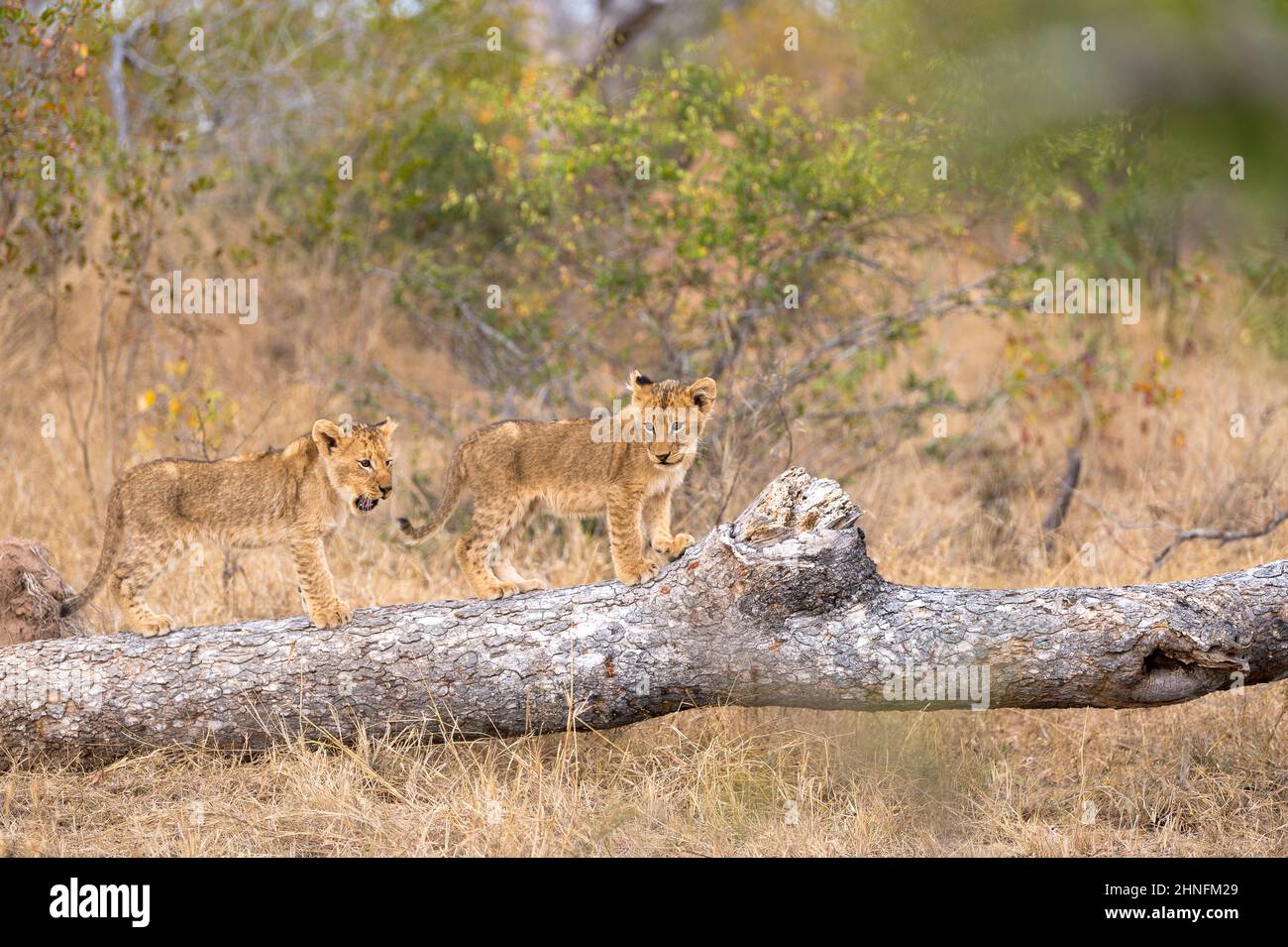 Lion (Panthera leo) Cubs klettern über einen Baumstamm, Londolozi Game Reserve, Südafrika Stockfoto