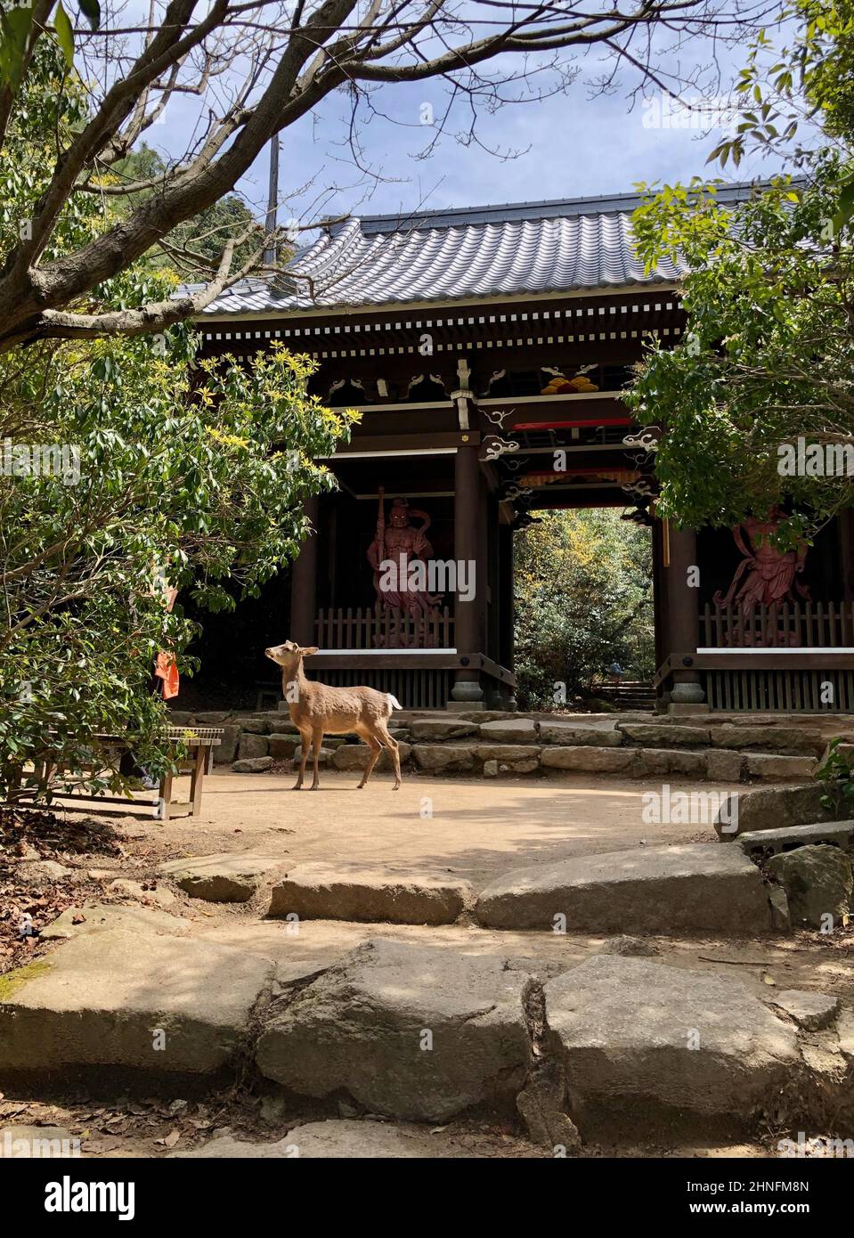 Hirsch, der vor einem Eingangstor zu einem Tempel steht, Miyama-Schrein, Miyajima, Hiroshima, Japan Stockfoto