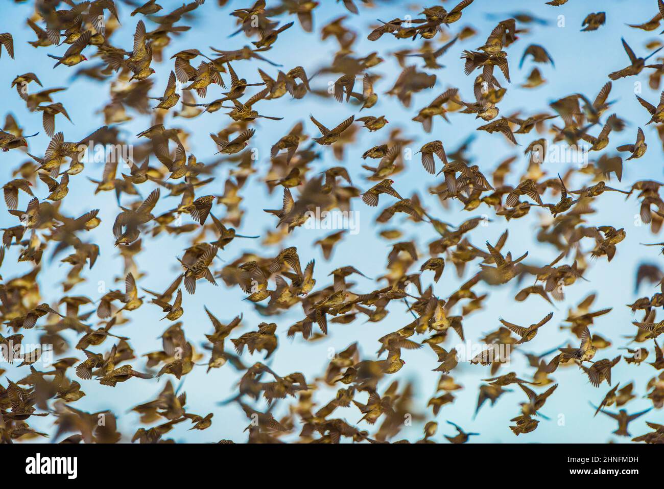 Eine riesige Herde von Rotschnabelquelea (Quelea quelea) im Flug, Etosha National Park, Namibia Stockfoto