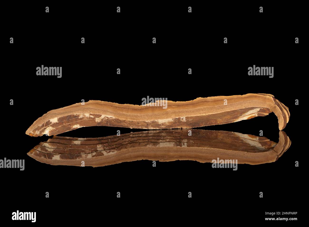 Reishi, Lingzhi, Shiny Lackporling (Ganoderma lucidum), Studiofotografie mit schwarzem Hintergrund Stockfoto