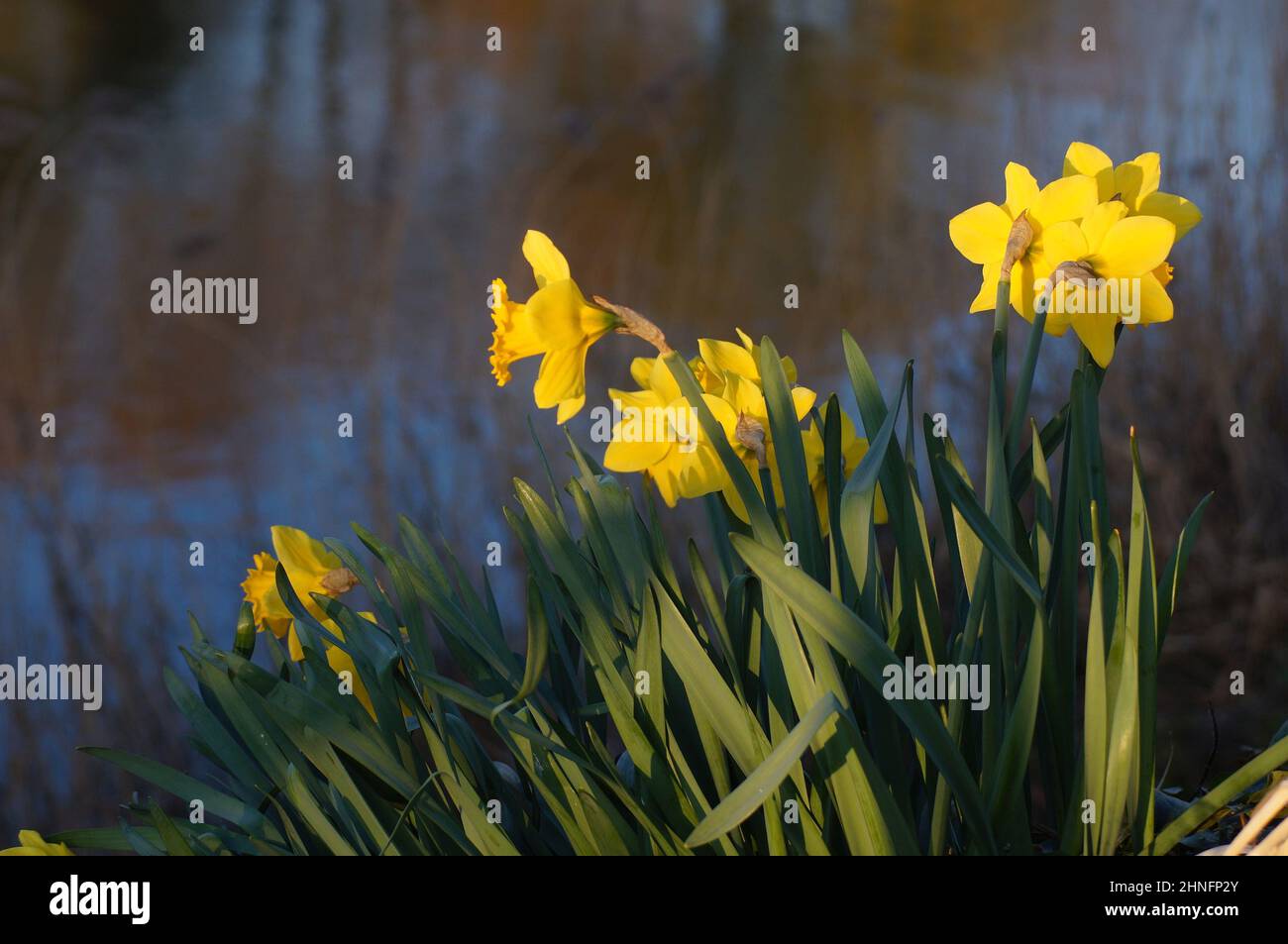 Narzissen Narzissen pseudonarcissus wachsen in langem Gras mit Unschärfe-Hintergrund Stockfoto