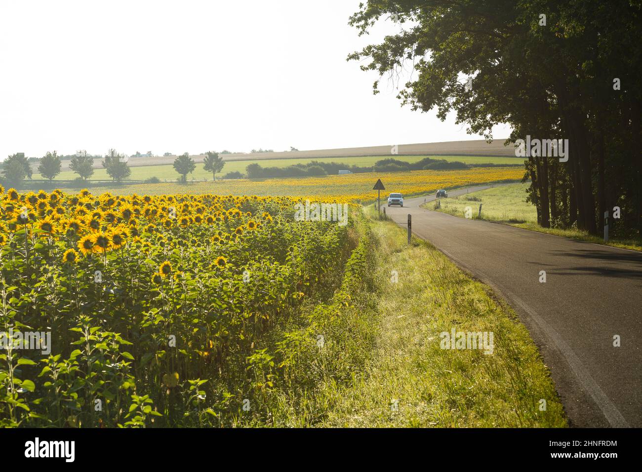 Kleine Landstraße mit Sonnenblumenfeld im Morgennebel, Wachau, Landkreis Bautzen, Sachsen, Deutschland Stockfoto