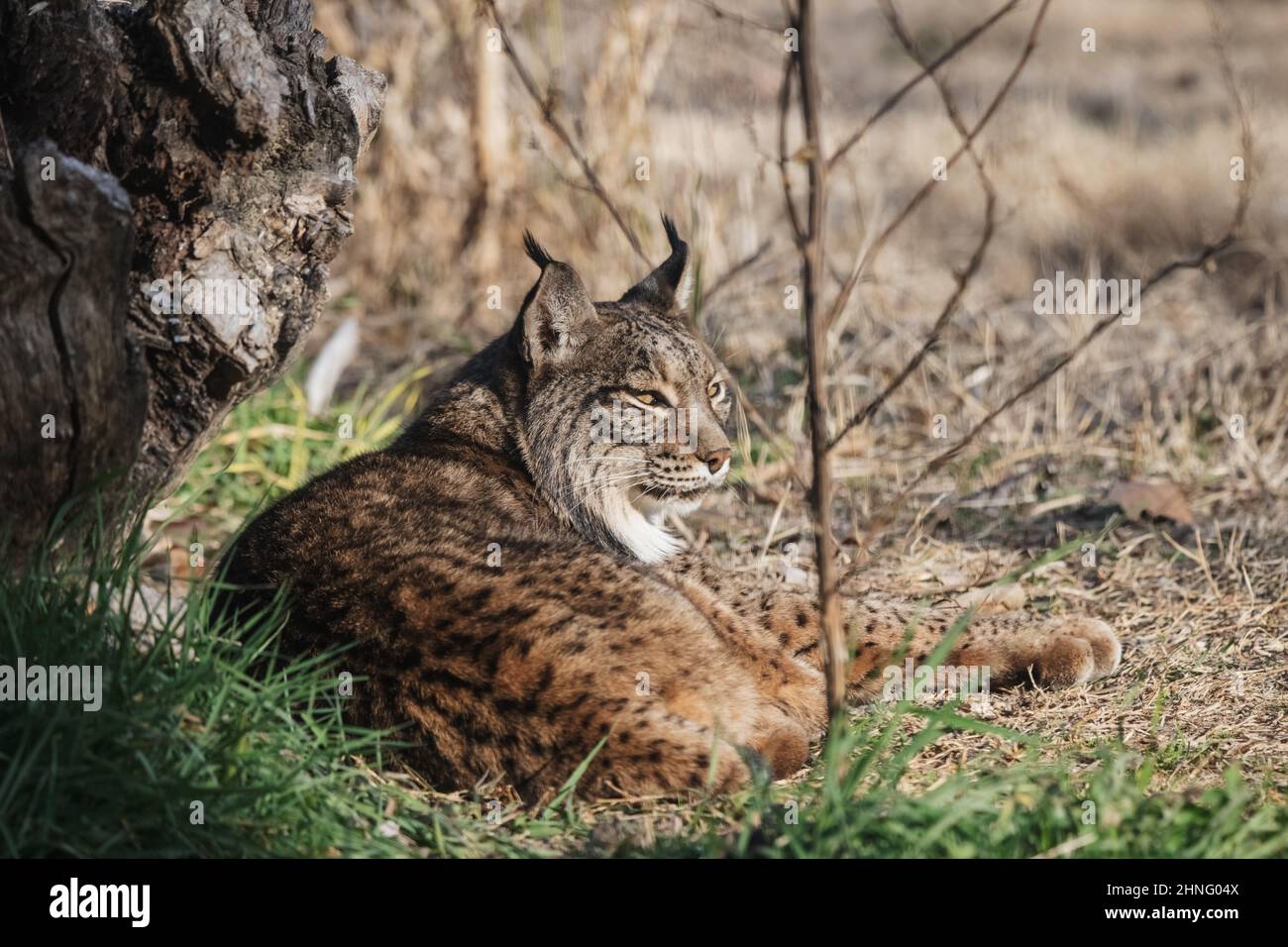 Wilder schöner iberischer Luchs entspannt auf dem Gras (Lynx Pardinus) Stockfoto