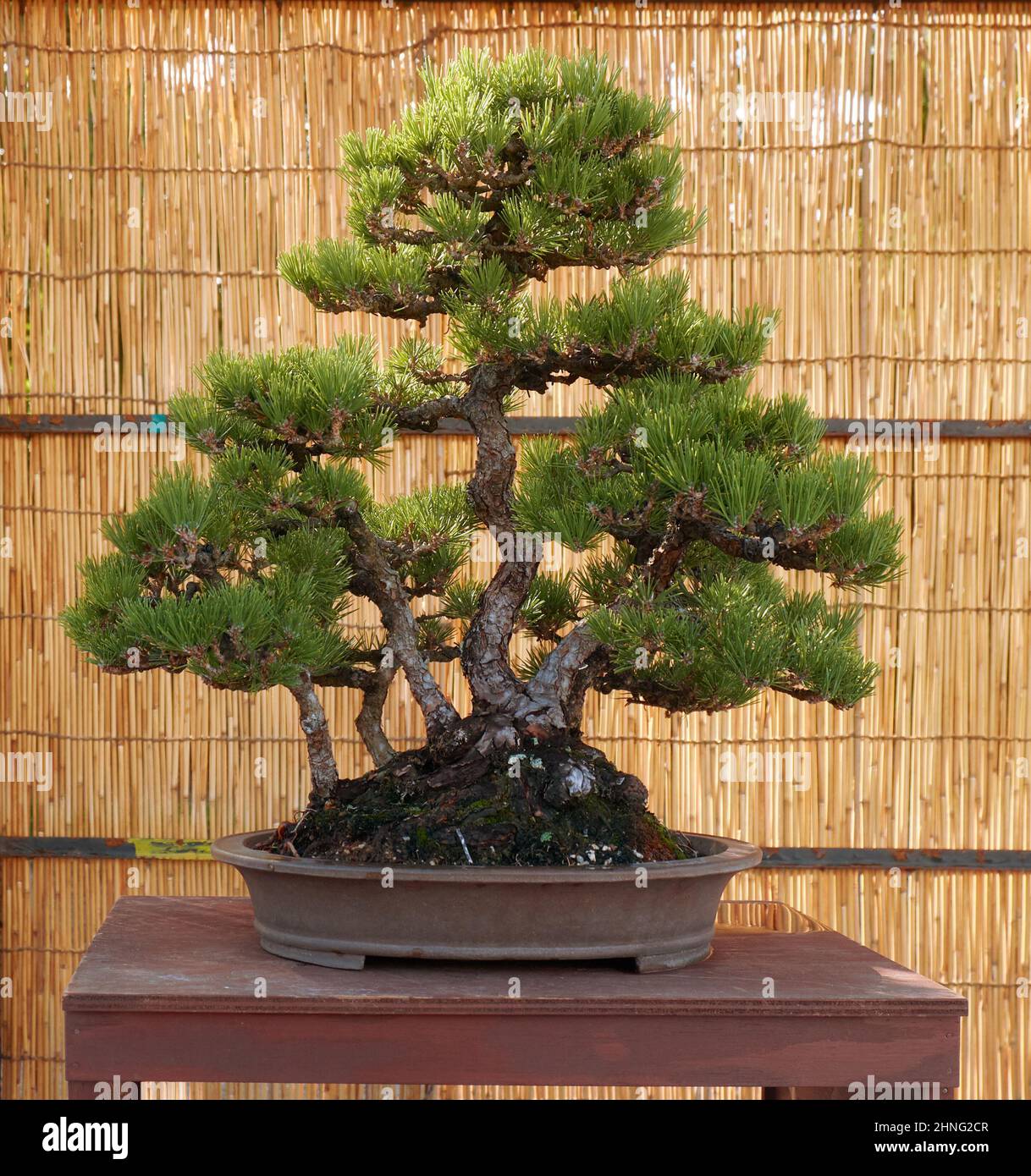 Nagoya, Japan - 20. Oktober 2019: Blick auf den dekorativen Bonsai-Baum der japanischen Schwarzkiefer auf der jährlichen Bonsai-Schau der Burg von Nagoya. Nagoya. Japan Stockfoto