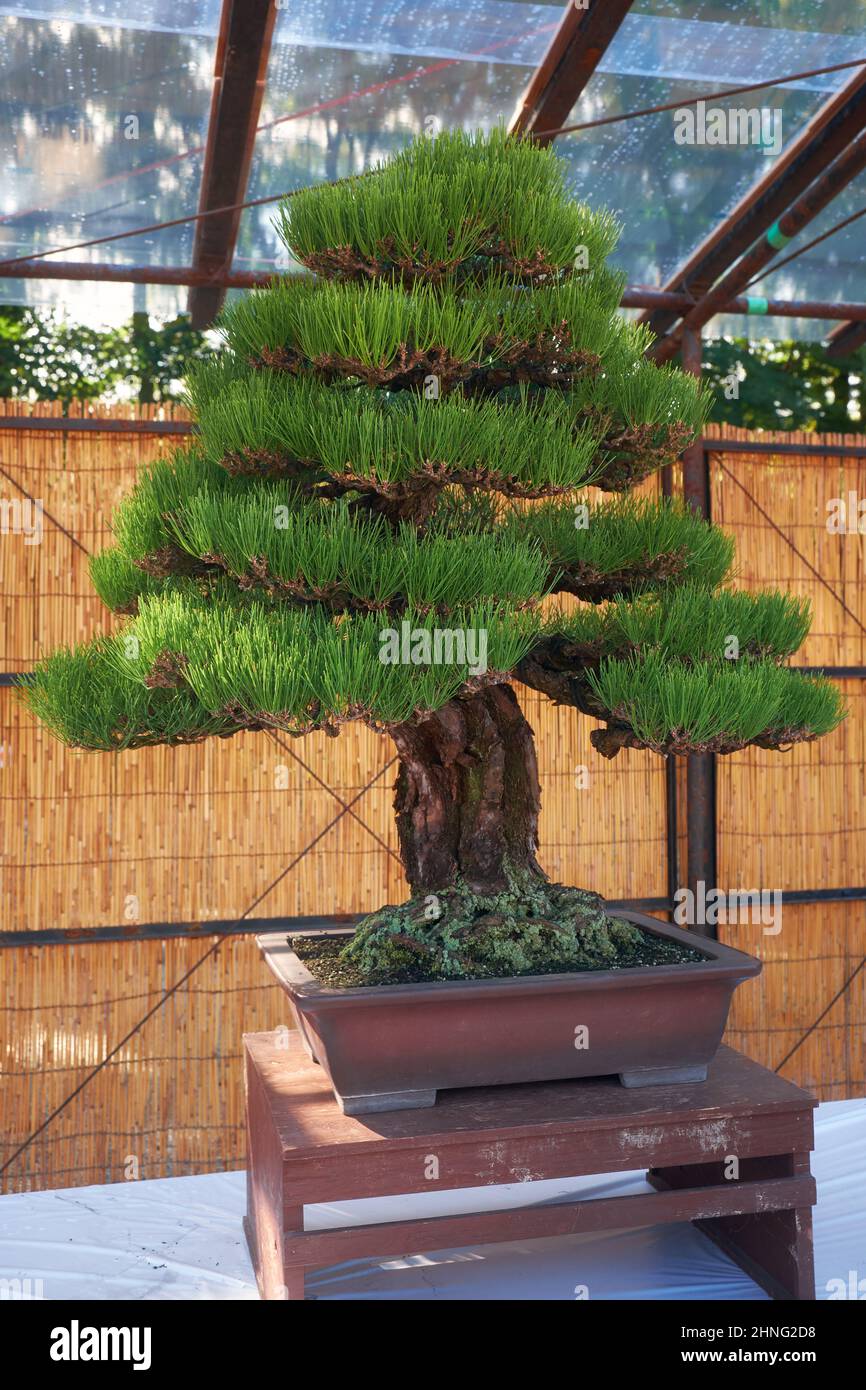 Nagoya, Japan - 20. Oktober 2019: Blick auf den dekorativen Bonsai-Baum der japanischen Schwarzkiefer auf der jährlichen Bonsai-Schau der Burg von Nagoya. Nagoya. Japan Stockfoto