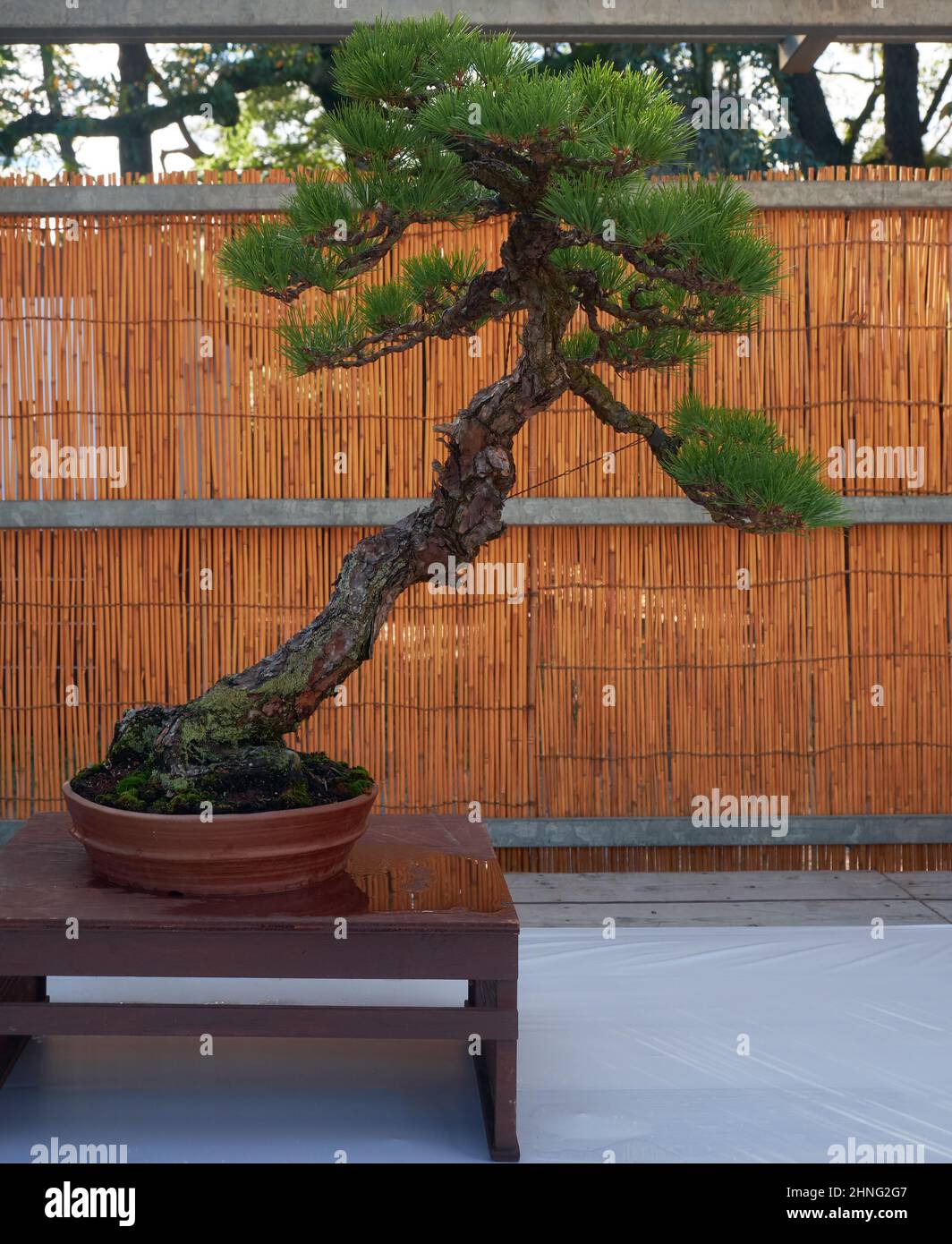 Nagoya, Japan - 20. Oktober 2019: Blick auf den dekorativen Bonsai-Baum der japanischen Schwarzkiefer auf der jährlichen Bonsai-Schau der Burg von Nagoya. Nagoya. Japan Stockfoto