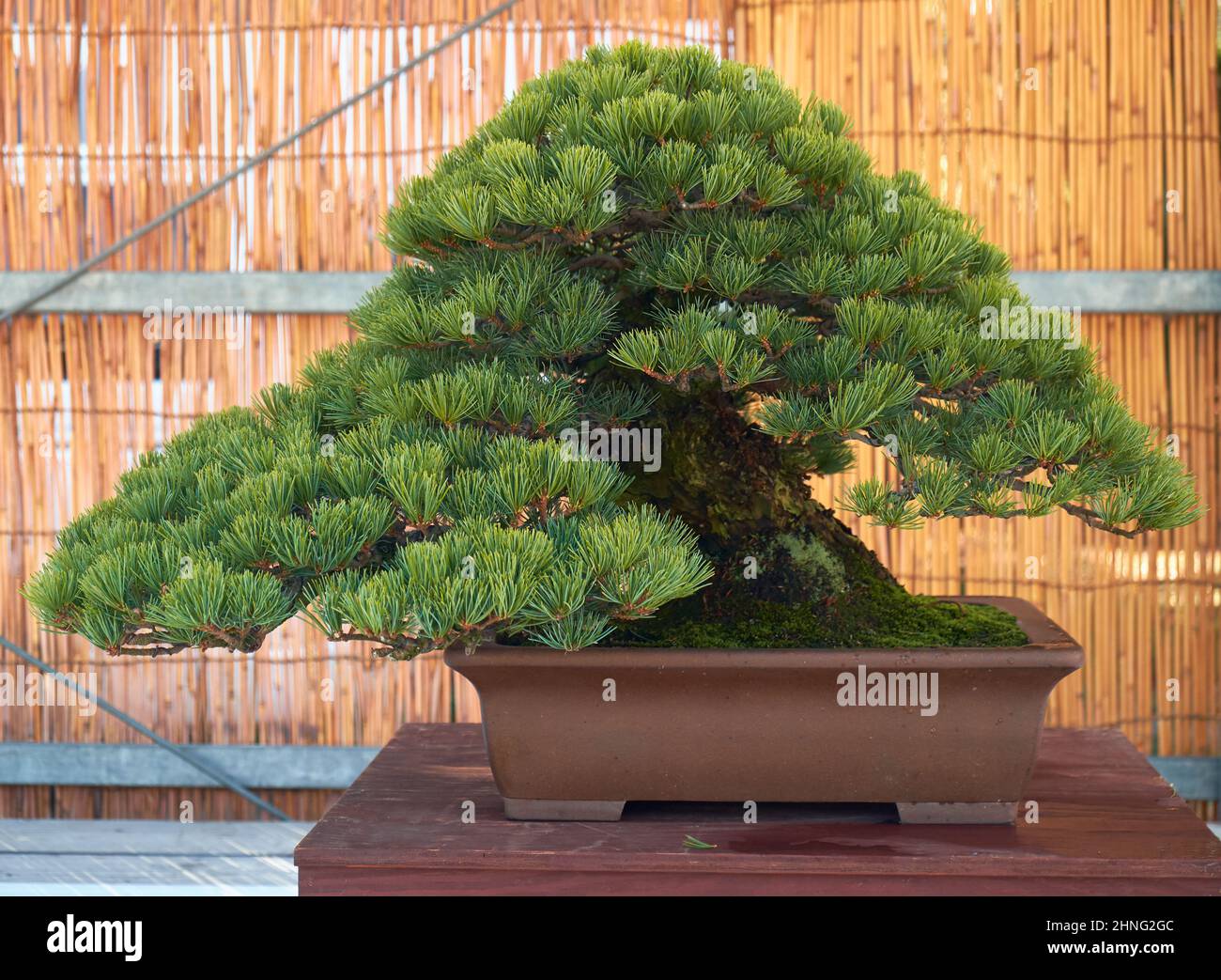 Nagoya, Japan - 20. Oktober 2019: Blick auf den dekorativen Bonsai-Baum der japanischen Schwarzkiefer auf der jährlichen Bonsai-Schau der Burg von Nagoya. Nagoya. Japan Stockfoto