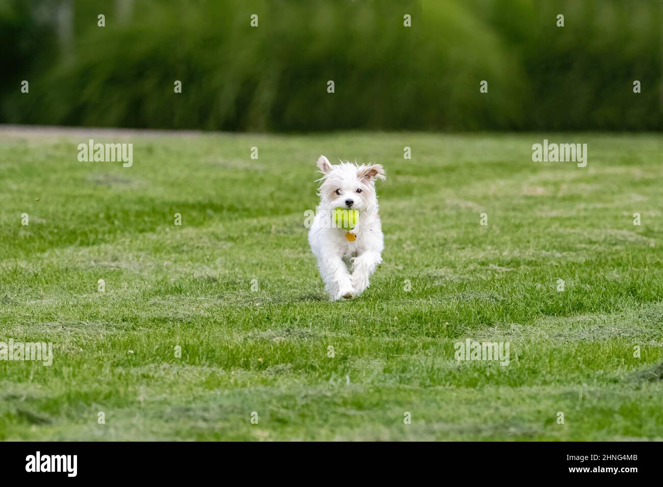 Ein White Terrier aus dem West Highland, der mit einem Ball im Mund auf den Betrachter zuläuft, durch einen grünen, grasbewachsenen Rasen. Stockfoto