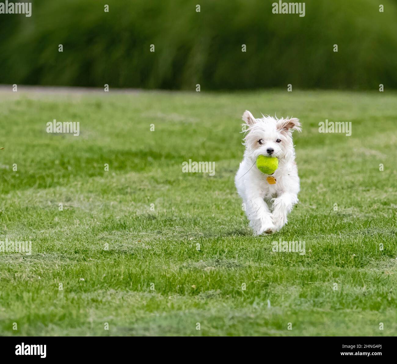 Nahaufnahme eines niedlichen West Highland Terrier-Hundes, der aufgeregt mit einem Ball durch einen frisch gemähten Rasen mit Schnittlauch auf den Betrachter zuläuft. Stockfoto