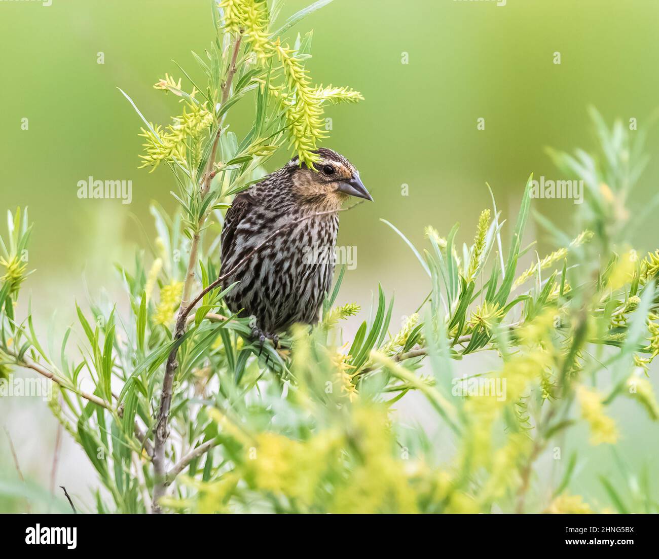 Porträt eines Rotflügeligen Amsel, der in grüner Vegetation thront und unter einer Wolke frischen Pflanzenwuchses aus der Vogelperspektive herausguckt. Stockfoto