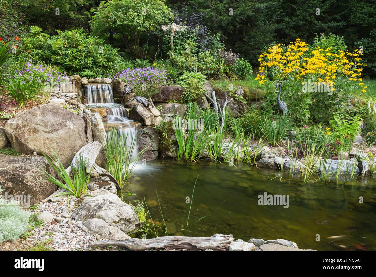 Gelbes Rudbeckia laciniata - Kegelblumen neben dem Teich mit Acorus gramineus 'variegatus' - buntem japanischem Rush, Iris pseudacorus - Gelbe Flagge. Stockfoto