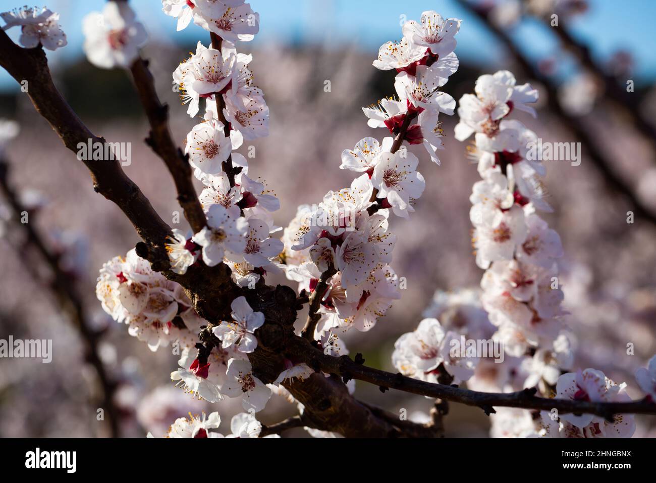 Aprikosenblüten auf dem Baum Stockfoto